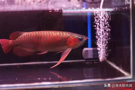 魚可以養在房間嗎|養龍魚禁忌與風水好處公開！龍魚價格、壽命、飼養要點一文看清